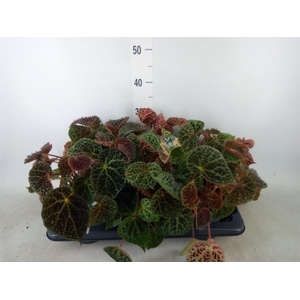 Begonia BD ferox