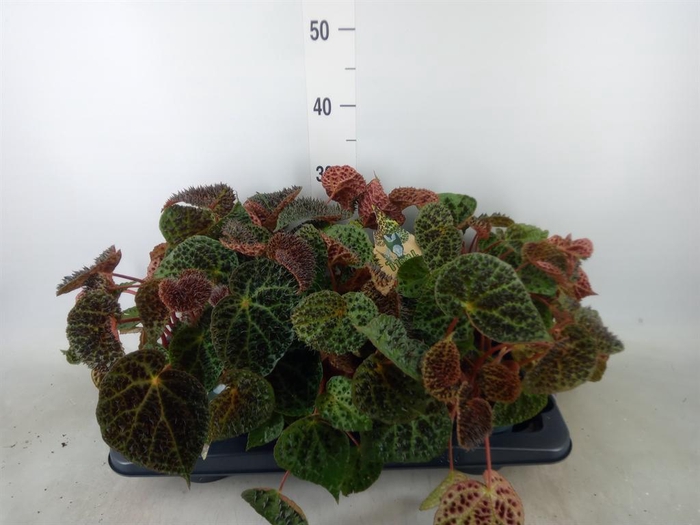 <h4>Begonia BD ferox</h4>