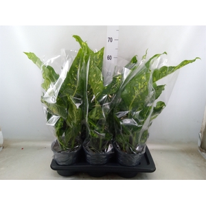 Dieffenbachia