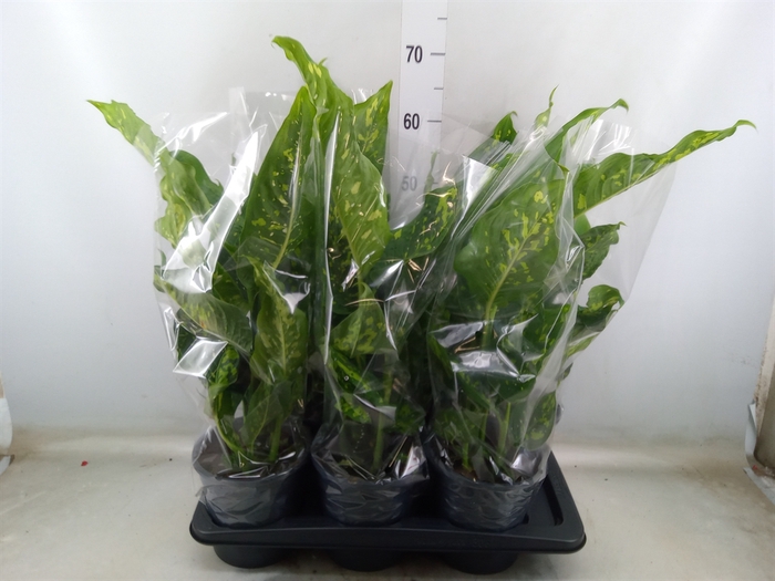 <h4>Dieffenbachia</h4>