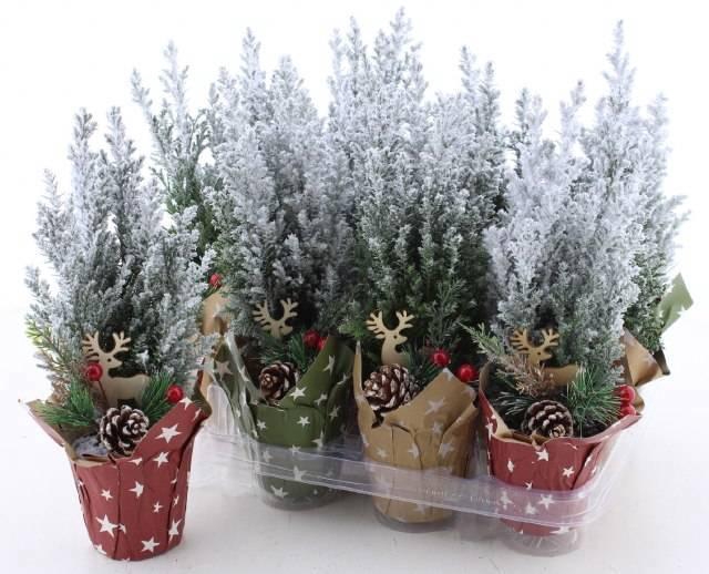 <h4>CHAM L ELLWOODII</h4>