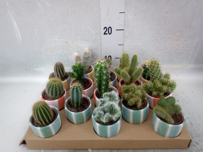 <h4>Cactus   ...</h4>