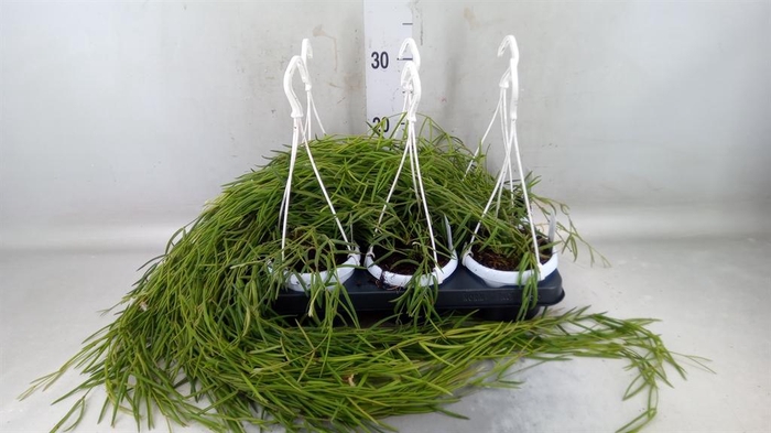 <h4>Hoya linearis</h4>