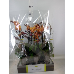 Phalaenopsis multi.   ...orange