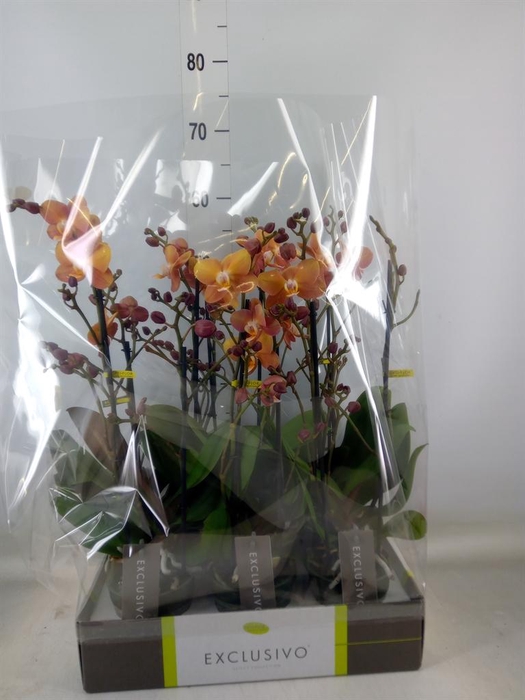 <h4>Phalaenopsis multi. ...orange</h4>
