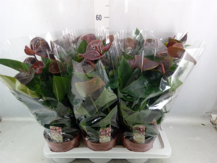 <h4>Anthurium andr. 'Essencia'</h4>