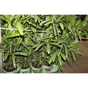 PALMEIRA RAPHIS P24