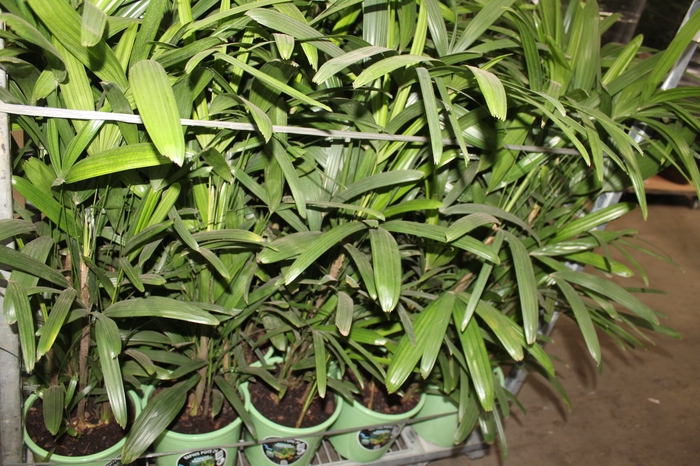 <h4>PALMEIRA RAPHIS P24</h4>