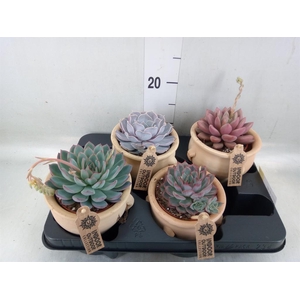 Echeveria   ...mix