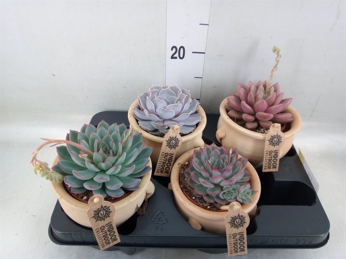 <h4>Echeveria   ...mix</h4>