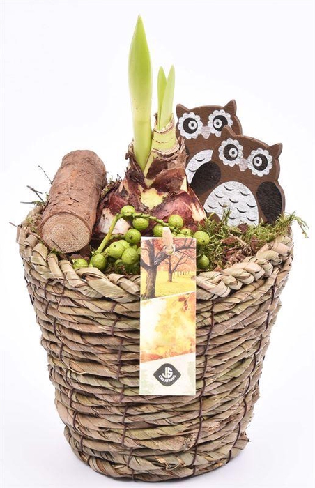 <h4>Maismand 15cm</h4>