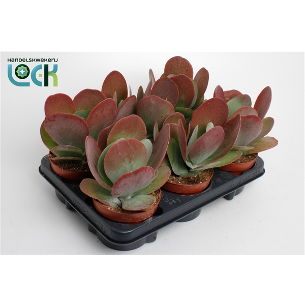 <h4>Kalanchoë Thyrsiflora</h4>