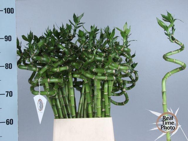 <h4>Dracaena sanderiana Lucky Bamboo</h4>