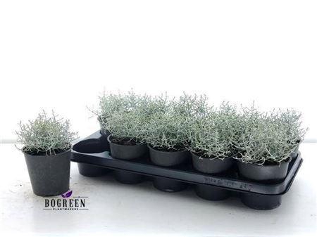 <h4>Leucoph Comp Silver</h4>