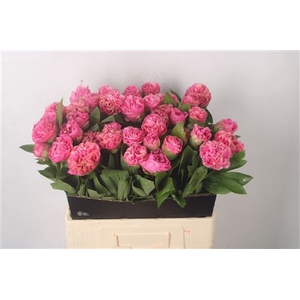 Paeo Carnation Bouquet