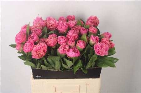 <h4>Paeo Carnation Bouquet</h4>