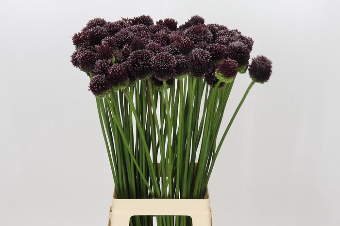 <h4>Allium Forelock</h4>