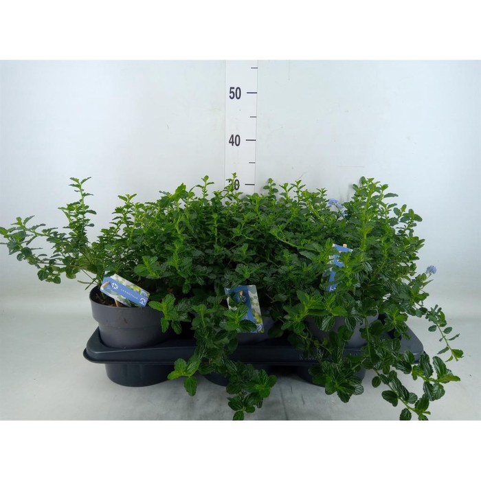 <h4>Ceanothus thyrsiflorus var. repens</h4>