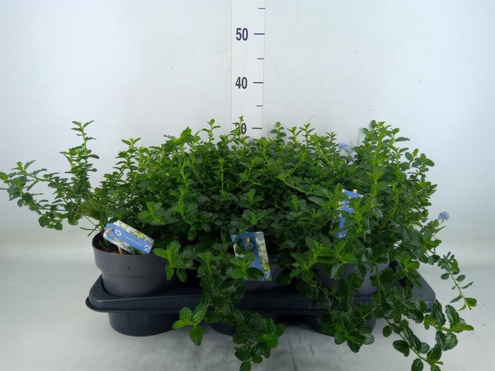 Ceanothus thyrsiflorus var. repens