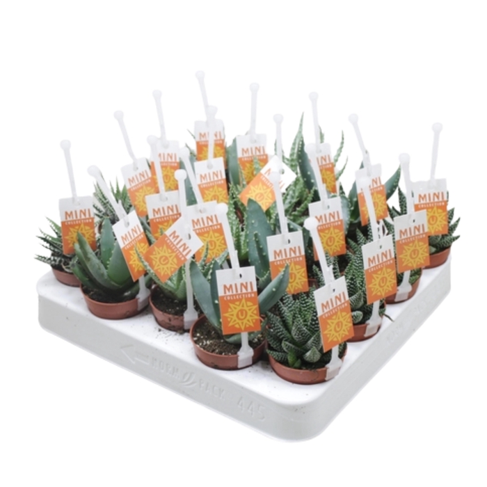 Aloe & Haw Gem Pick Upz