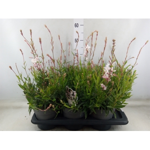 Gaura lindheimeri   ...