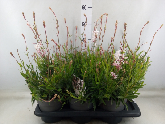 <h4>Gaura lindheimeri   ...</h4>