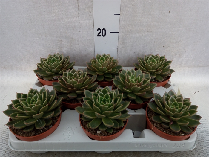 <h4>Echeveria   ...not flowering</h4>