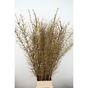 FORSY I SPECTABILIS 180CM