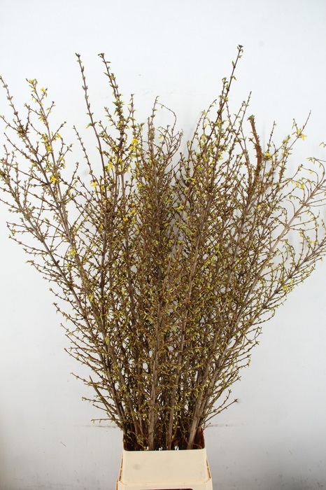 <h4>FORSY I SPECTABILIS 180CM</h4>