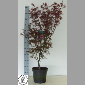 ACER PA SKEET BROOM