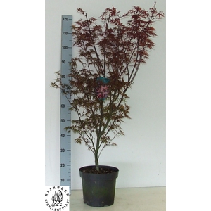 ACER PA SKEET BROOM