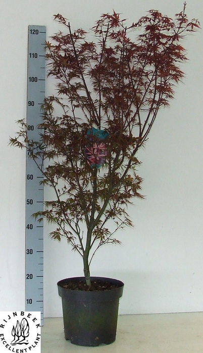 <h4>ACER PA SKEET BROOM</h4>