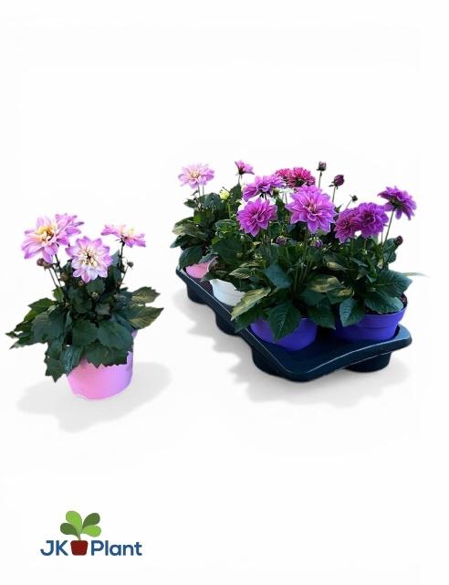 <h4>DAHL HYPNO GEM</h4>