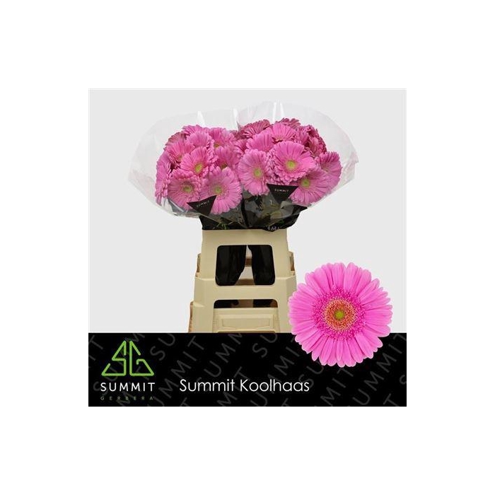 <h4>Ge Gr Glossy</h4>