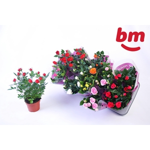 RO B MONDE GEM 7 SRT