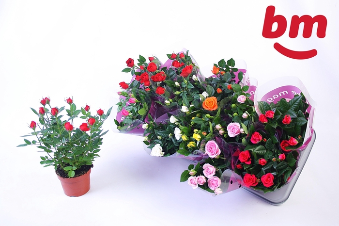 <h4>RO B MONDE GEM 7 SRT</h4>