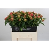 Paeonia Coral Charm