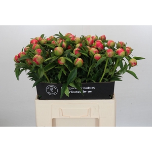 Paeonia Coral Charm