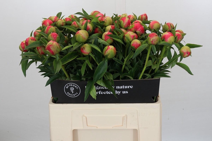 <h4>Paeonia Coral Charm</h4>