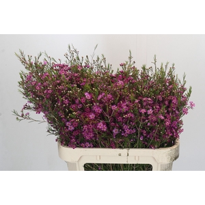 Chamelaucium Purple Rain