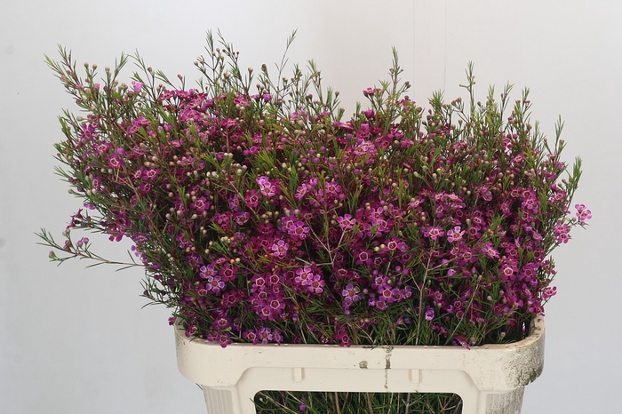 <h4>Chamelaucium Purple Rain</h4>