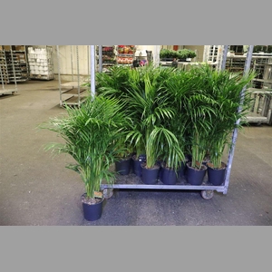 Dypsis Lutescens