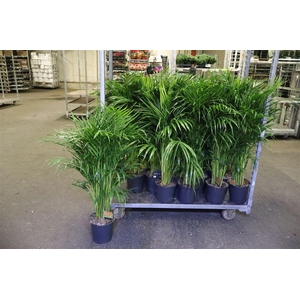 Dypsis Lutescens