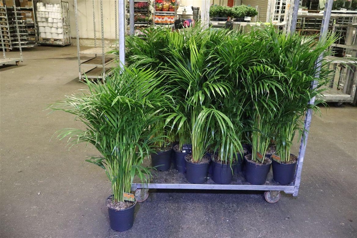 <h4>Dypsis Lutescens</h4>
