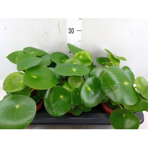 Peperomia polybotrya 'Raindrop'