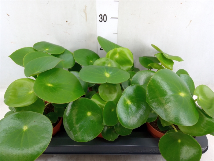 <h4>Peperomia polybotrya 'Raindrop'</h4>