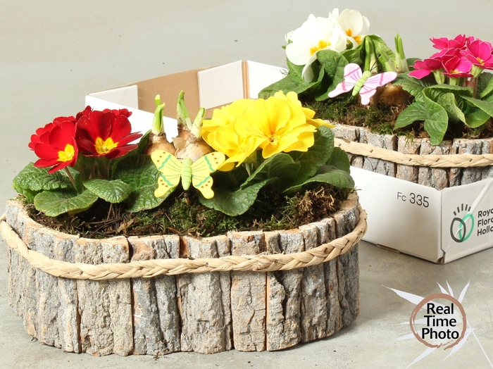 <h4>ARR TUINPLANTEN</h4>