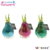arr4 Amaryllis VH - Naturalz Botanic mix