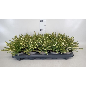 Erica darley. 'White Perfect'