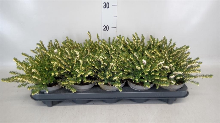 <h4>Erica darley. 'White Perfect'</h4>